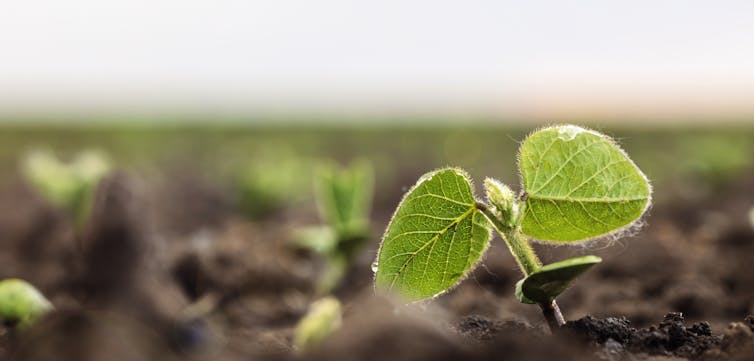 Green sprout soy growing in soil.