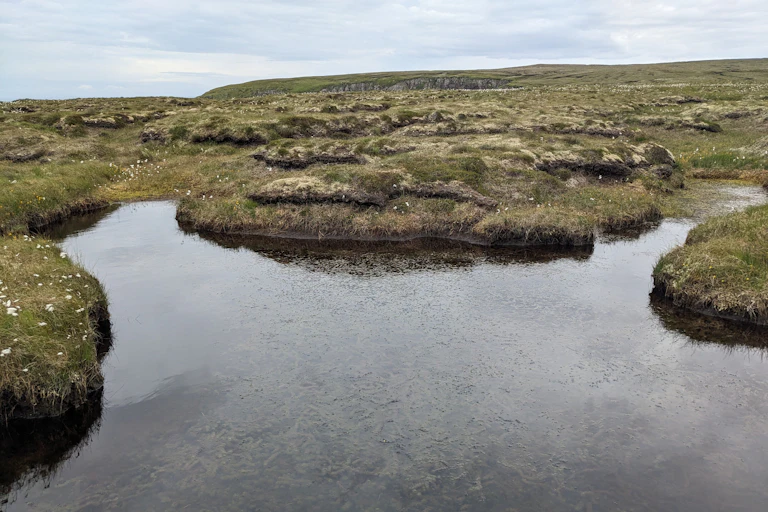 A boggy landscape with ponds.