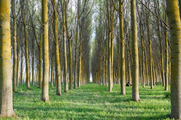 Bosque de álamos.