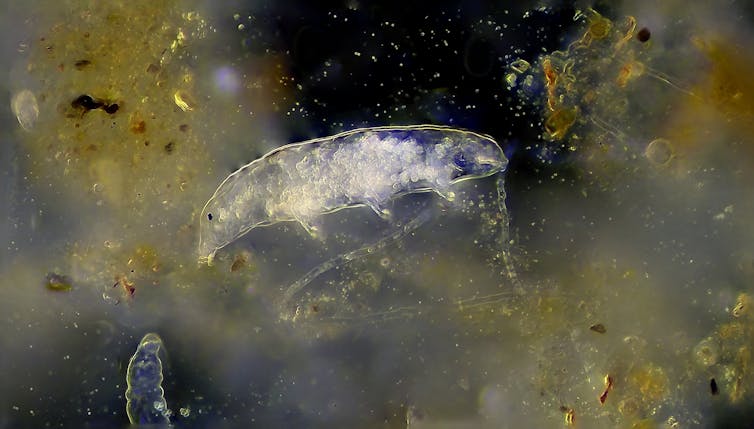 An image of a tardigrade under a microscope.