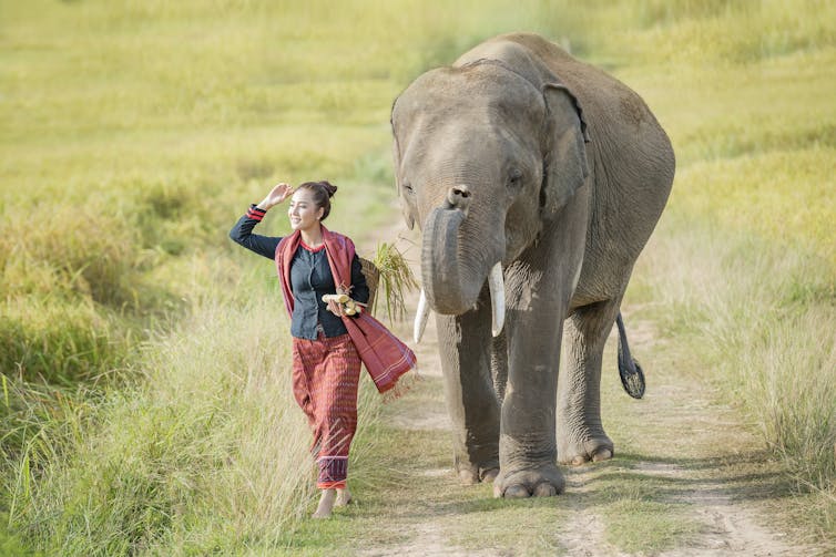 Elephant and woman in village Surin Thailand.