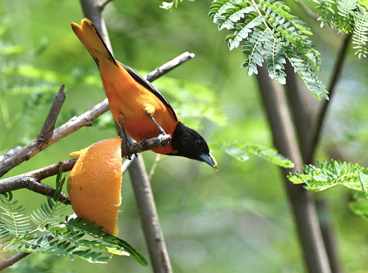 A black bird with an orange underside perches on a branch next to half an orange placed there for feeding.