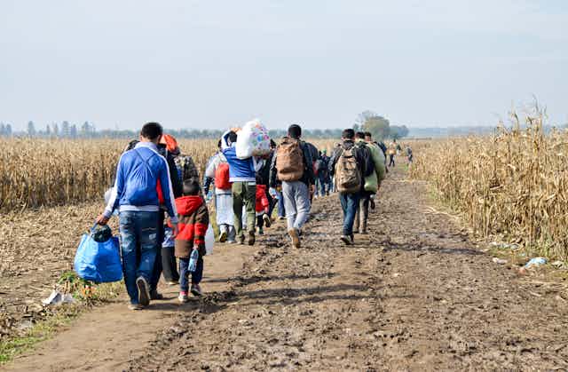 View from behind of a group of refugees, mostly men, walking through a cornfield while carrying backpacks and bags of belongings.