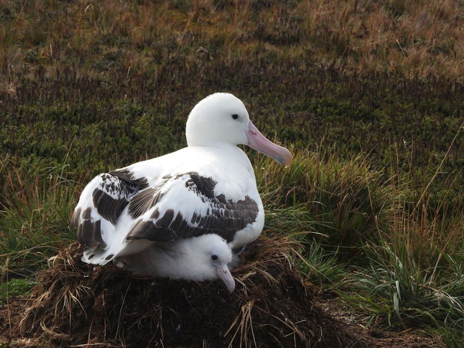 wandering albatross nesting behavior A white bird on a nest on grassy ground, with a fluffy white chick underneath it.