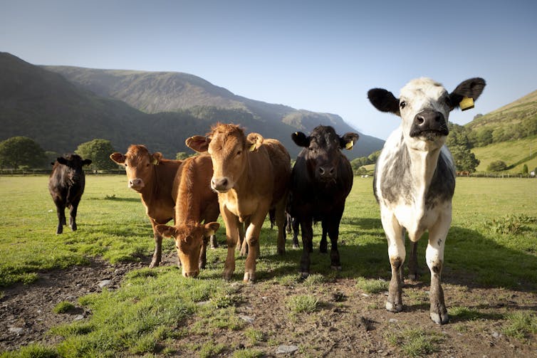 Cows in a field, hill in background