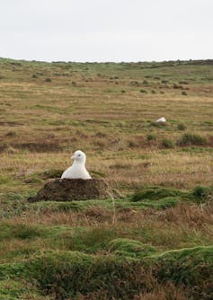 White bird on nest on the ground in grassy landscape.