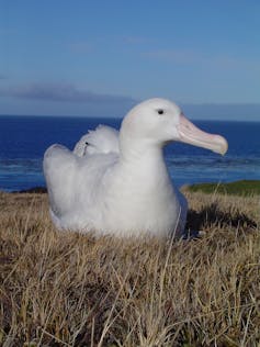 White bird settled on grassy ground with the sea in the background.