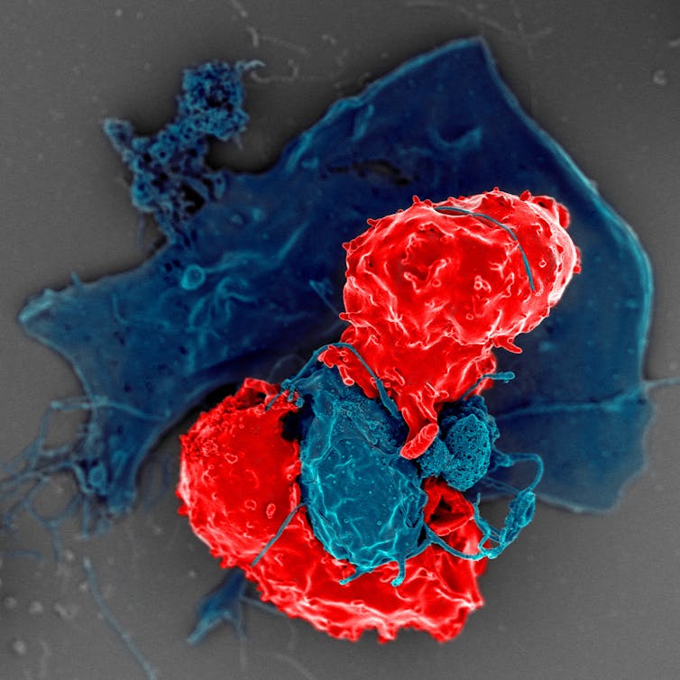Microscope images of two T regulatory cells wrapped around an antigen-presenting cell