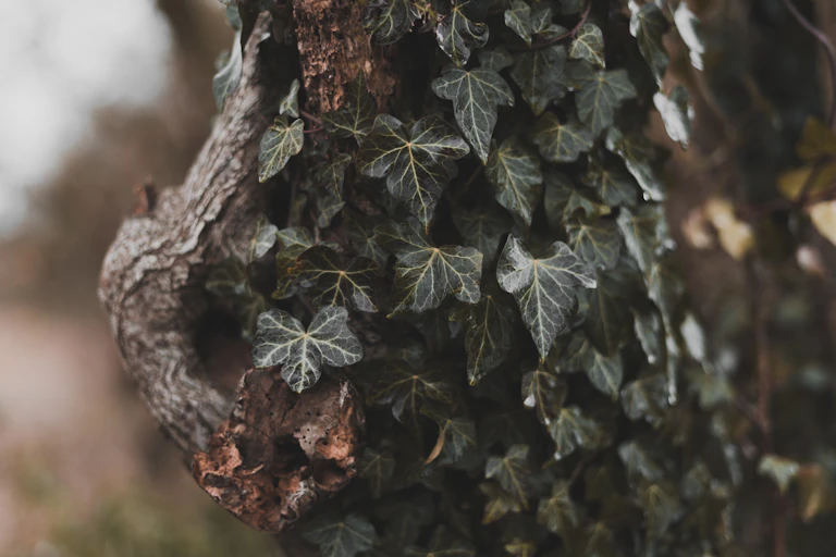 Hiedra creciendo en el tronco de un árbol