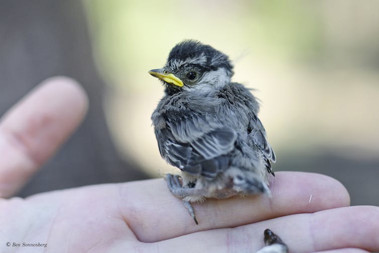 A tiny baby chickadee sits in a man's hand. It's mouth below a still developing beak is bright yellow.