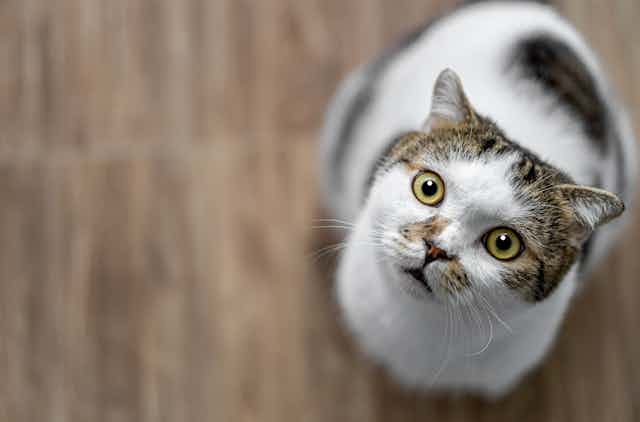 Cats like to play fetch, as long as it's on their terms – new research
