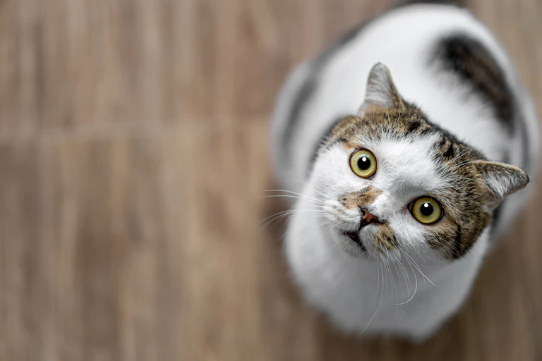Surprised cat looking at the camera