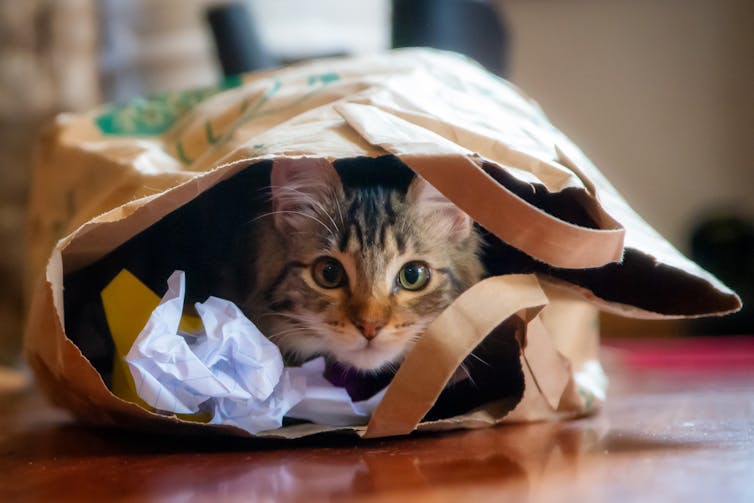 Tabby long-haired kitten playing in a paper bag with crumpled paper, peeking out