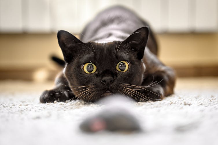 Black cat stares down toy mouse