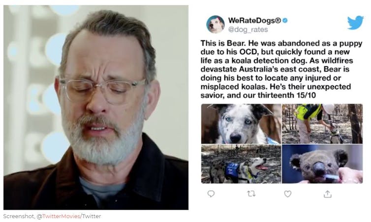 A still from a video on twitter featuring Hollywood actor Tom Hanks reading and responding to tweets including one about the koala detection dog Bear.