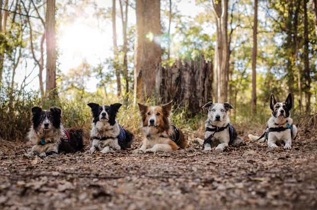 Five detection dogs in the Australian bush