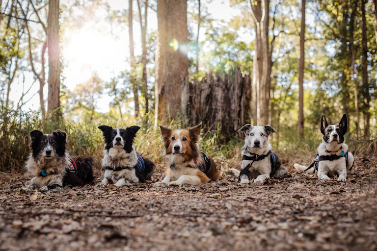 Five detection dogs in the Australian bush
