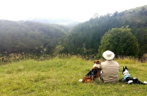 Rear view of two sniffer dogs sitting with their handler in a grassy hilltop gazing into the distance