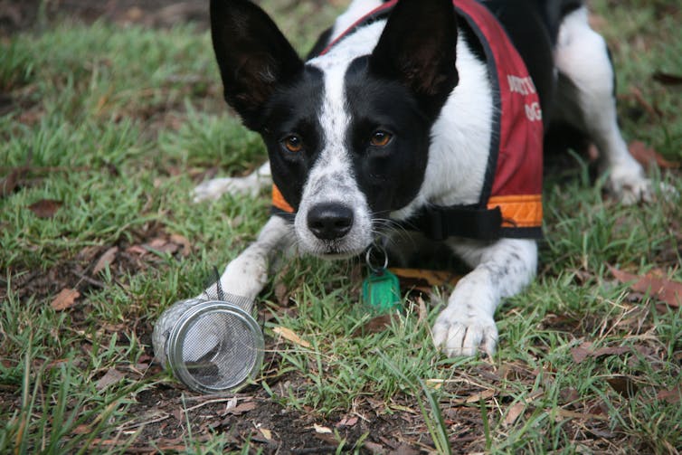 A photo of a sniffer dog during training, dropping to the ground to show where she found the target odour in a jar
