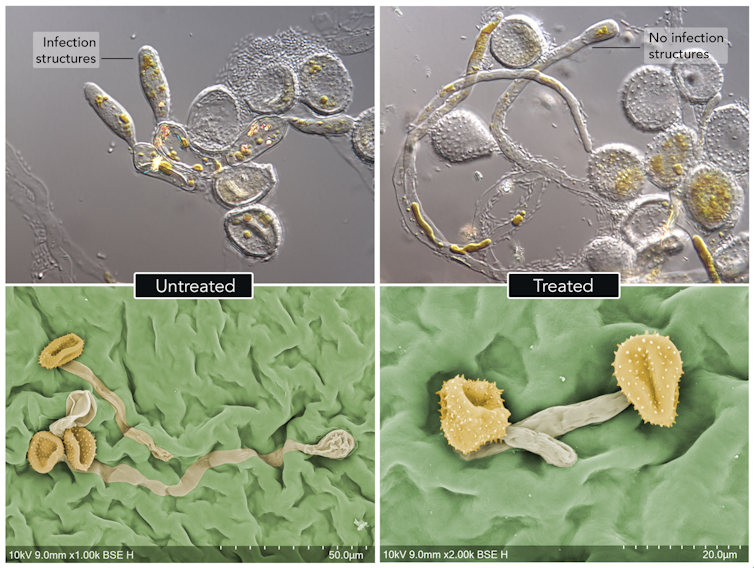 Microscope images showing myrtle rust spores on treated and untreated leaves.