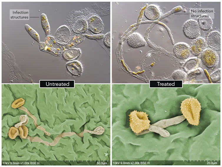 Microscope images showing myrtle rust spores on treated and untreated leaves.