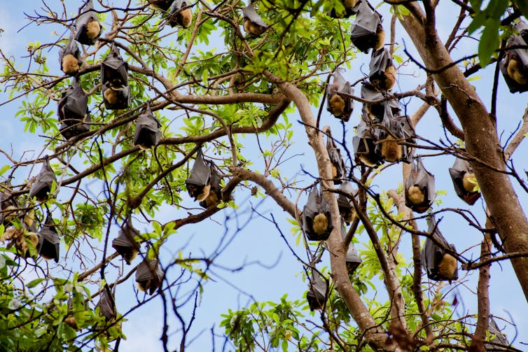 spectacled flying foxes in tree