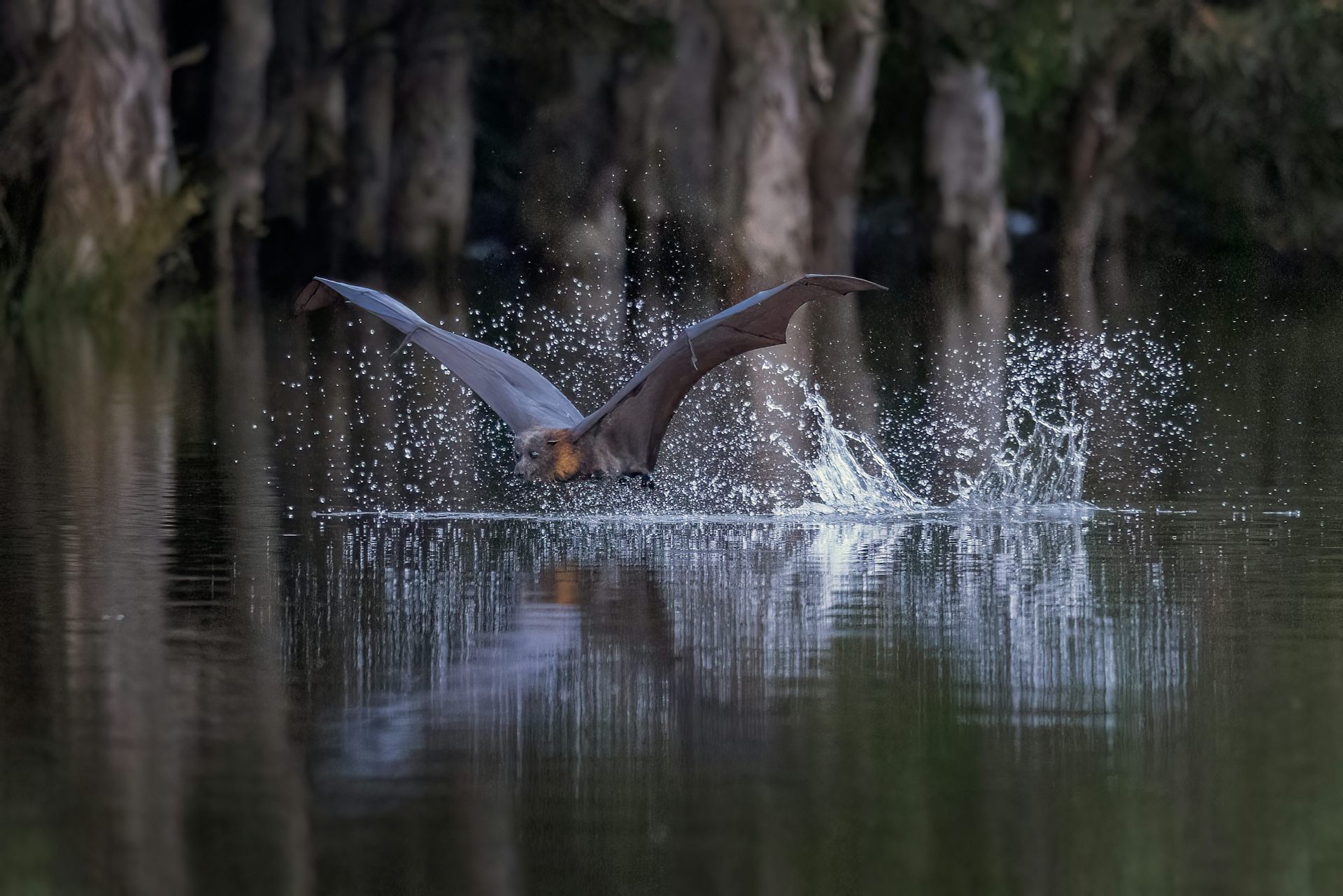 grey headed flying fox drinking from pond