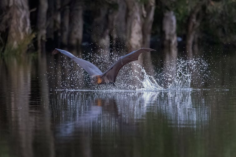 grey headed flying fox drinking from pond