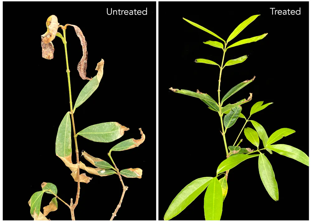 Rust Tree Australia Rash Myrtle rust is devastating Australian forests. A new high-tech spray ...