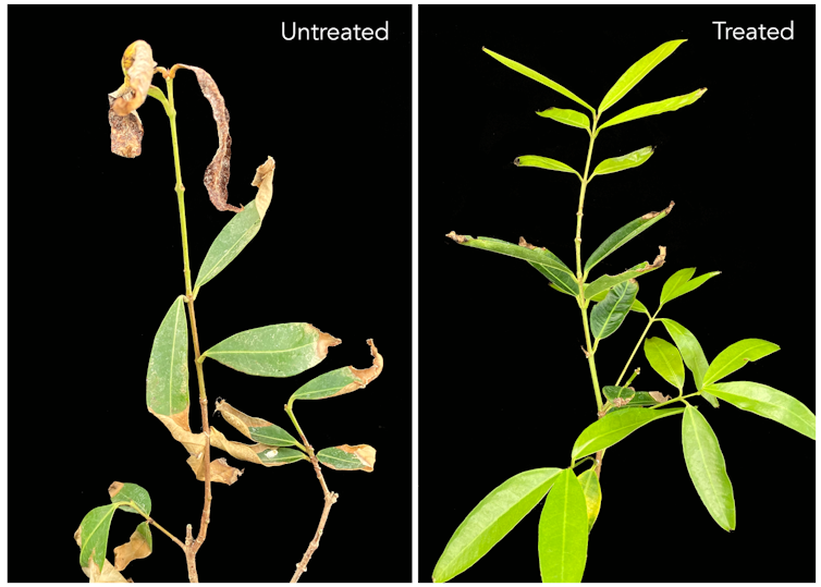 Pictures of an unhealthy plant with wilted leaves and the same plant looking much healthier.