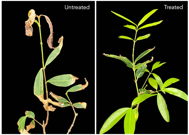 Photos of an unhealthy plant with withered leaves and the same plant looking much healthier.