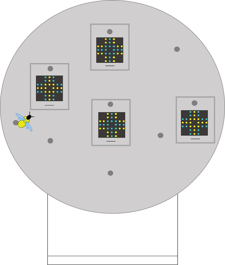 A grey circular screen displaying stimuli to insects