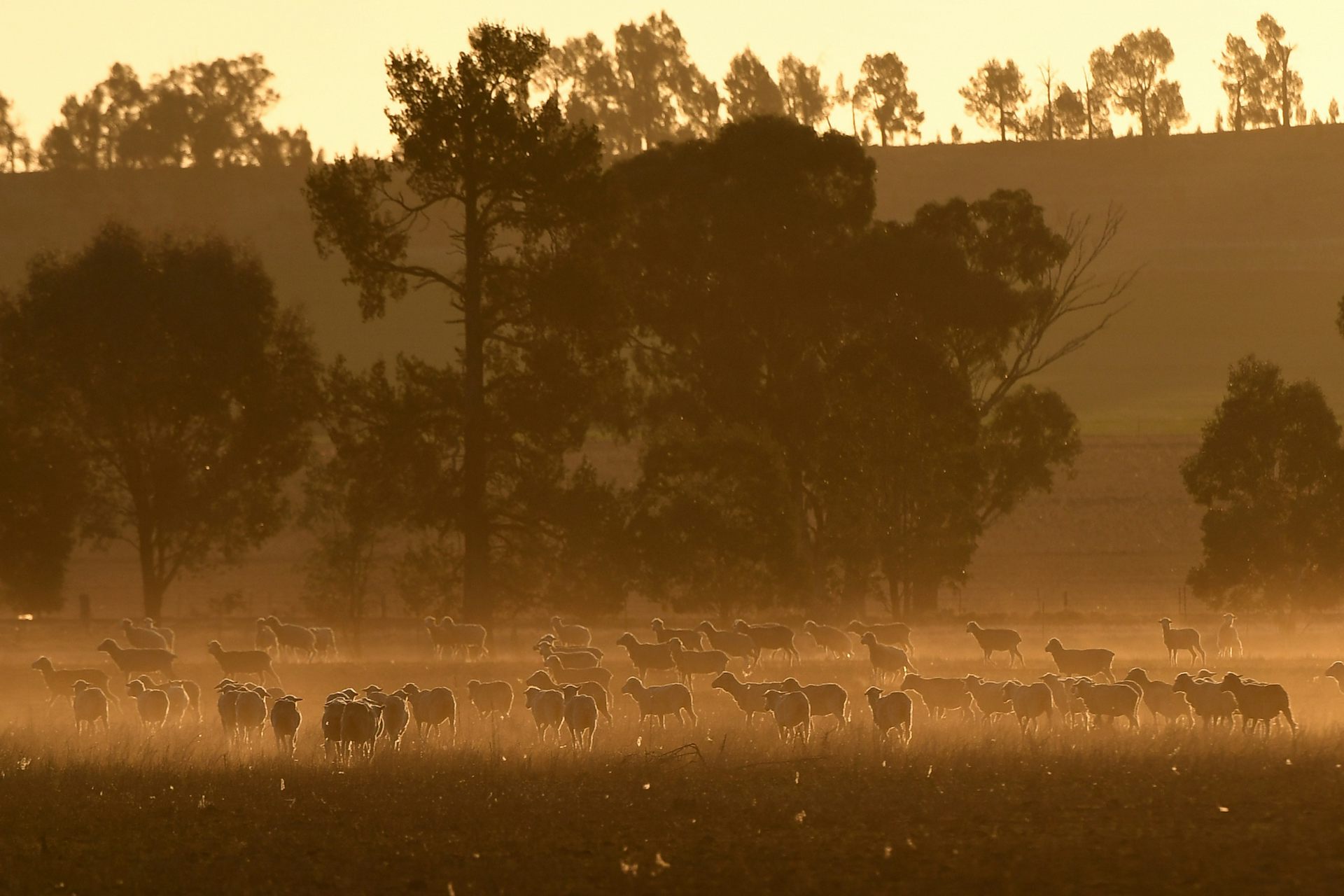 sheep in paddock at sundown