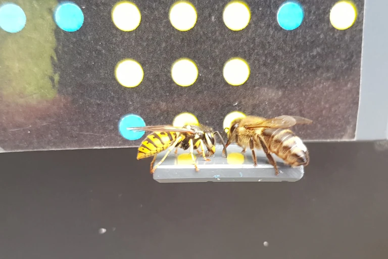 Two insects getting a sweet reward in front of a picture of coloured dots
