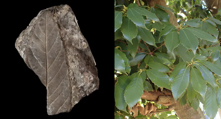 un fossile et une feuille actuelle