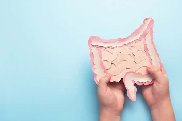 Hands holding a paper model of the human gut