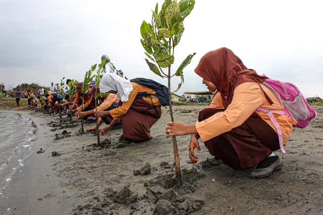 A row of people planting mangal trees in sand.