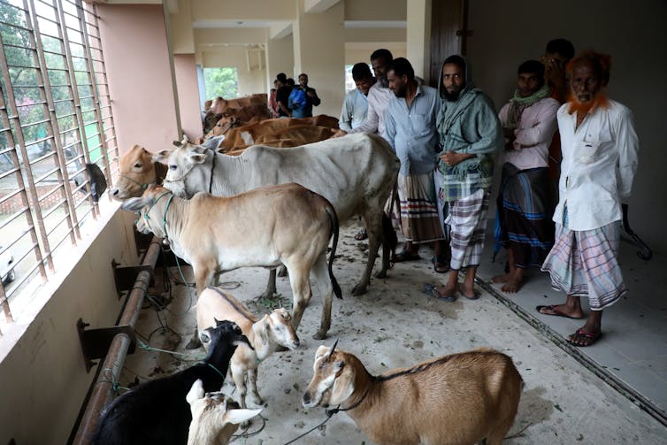 People and livestock crowd in a room with barred windows.