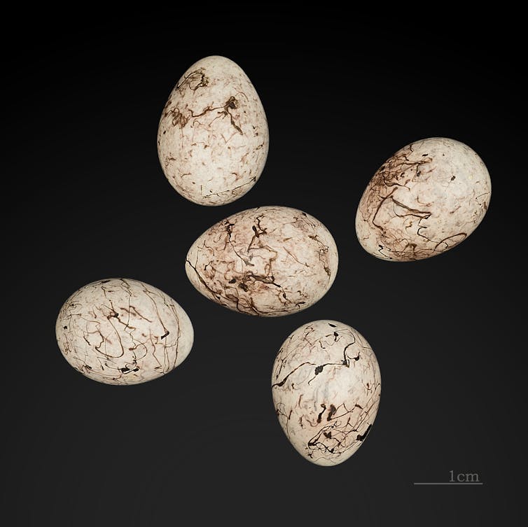 Five white eggs with black ink-like markings.