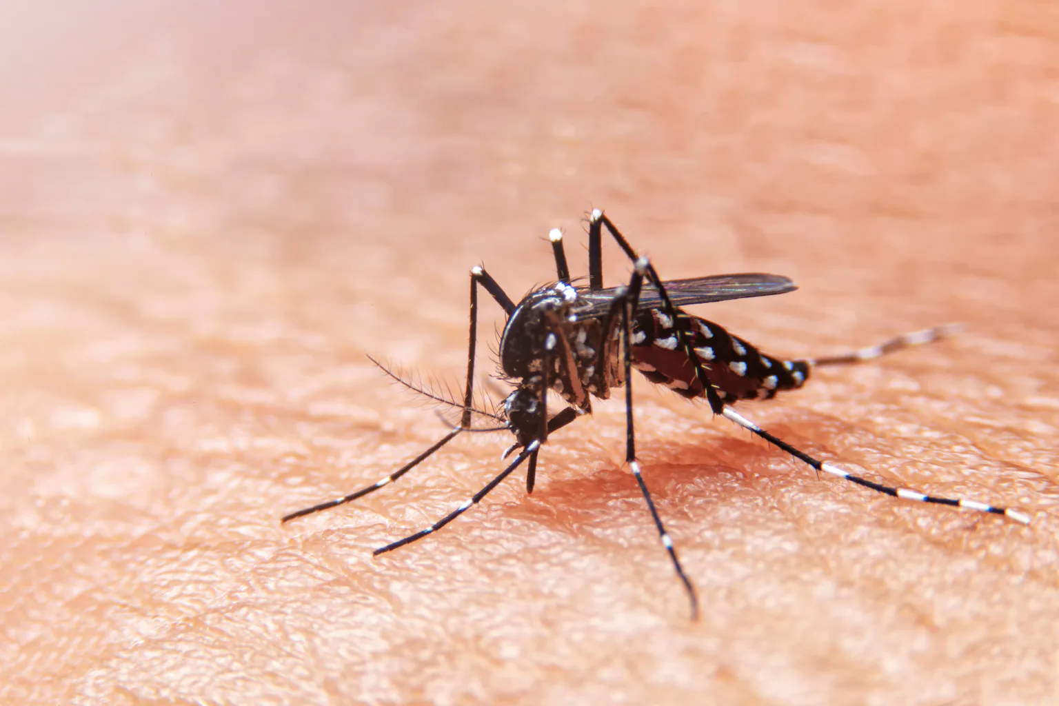 El dengue: una enfermedad cada vez menos 'tropical' que se extiende por Europa