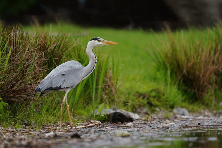 A grey heron stood next to a stream.
