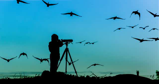 Silhouette of a bird watcher with a telescopic camera lens and geese flying overhead.