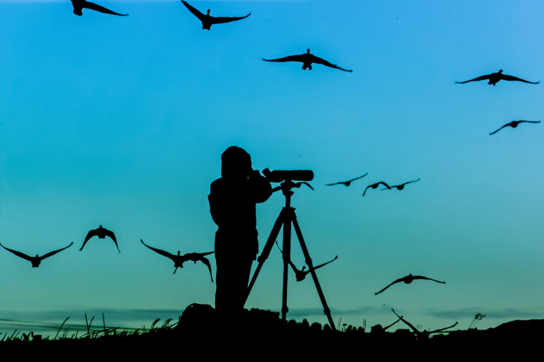 Silhouette of a bird watcher with a telescopic camera lens and geese flying overhead.