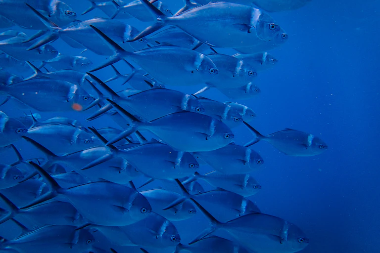 A large school of fish swim to the right.