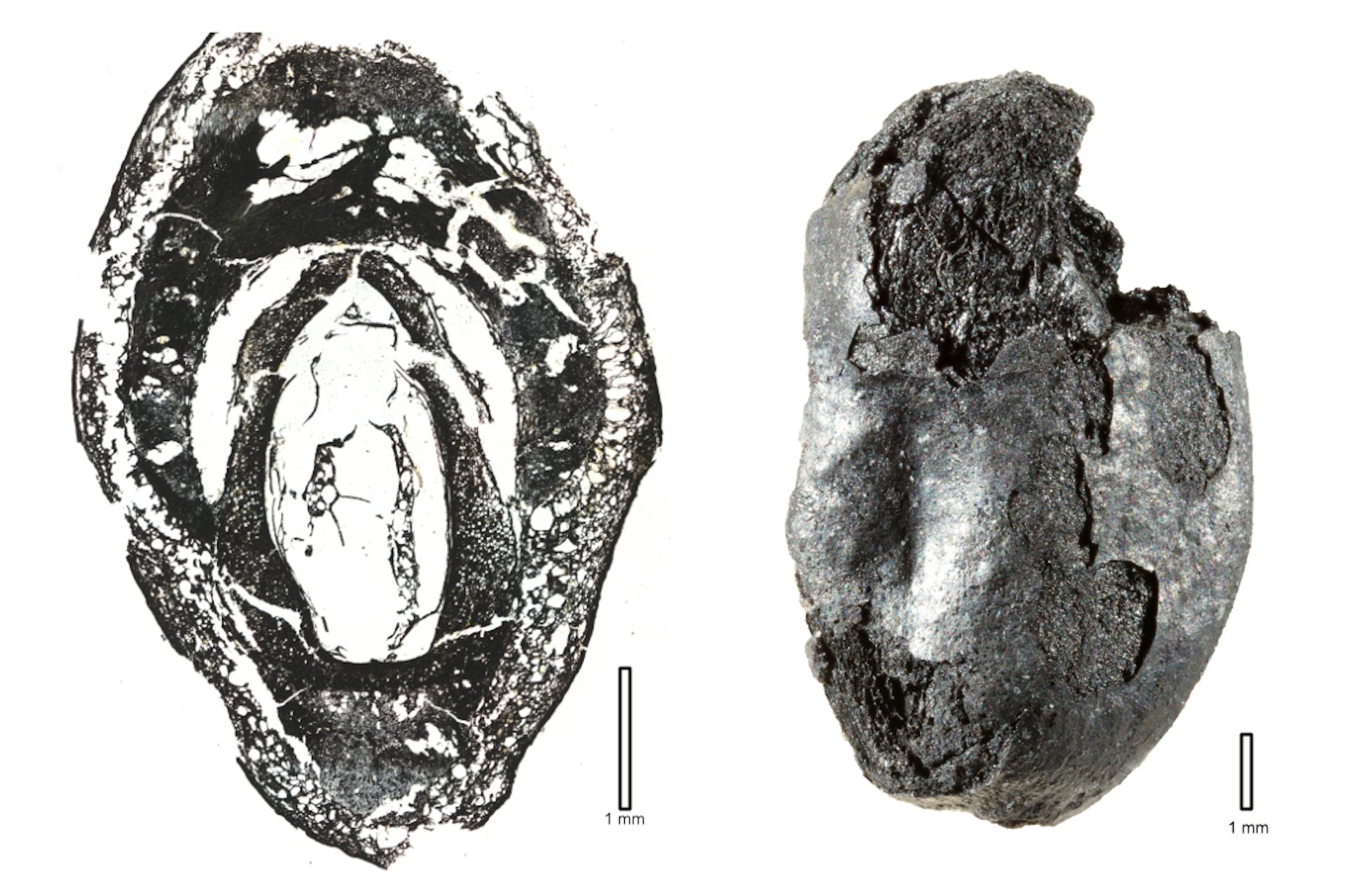 fossile de fruit et lame mince pour voir graine, noyau, et pulpe