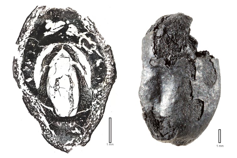 fossile de fruit et lame mince pour voir graine, noyau, et pulpe