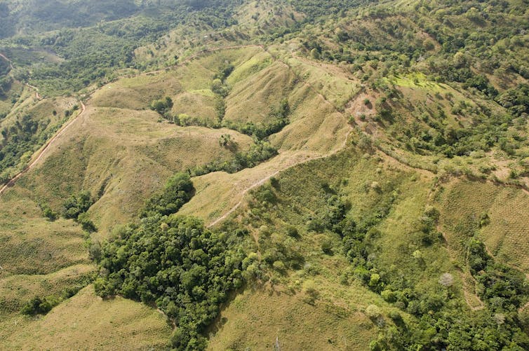 Deforested hills seen from the air, with the light green coloring of newly planted saplings.
