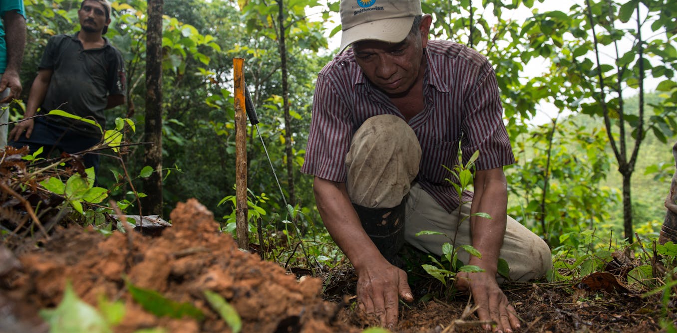 Paying people to replant tropical forests − and letting them harvest the timber − can pay off for climate, justice and environment