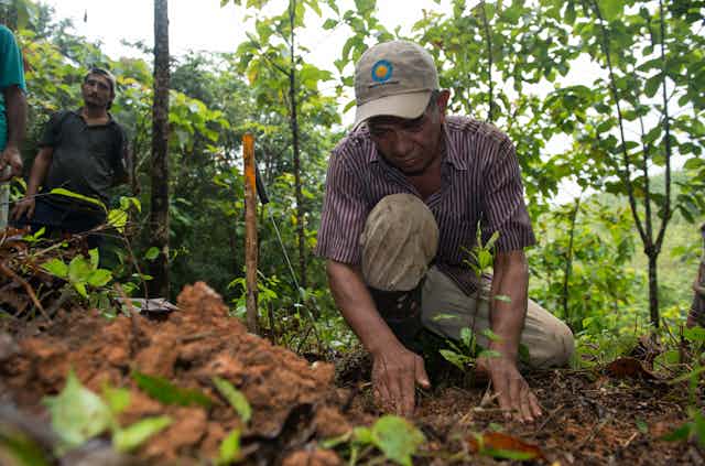 A man kneels on the ground to plant a sapling.