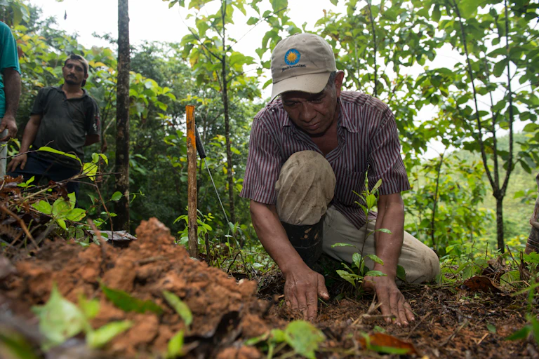 A man kneels on the ground to plant a sapling.